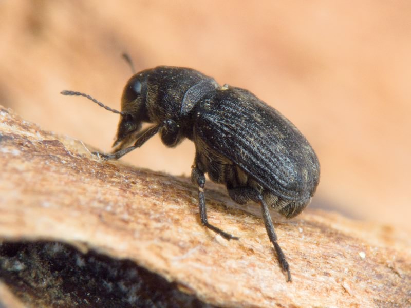 Rhaphitropis marchica (Herbst, 1797)